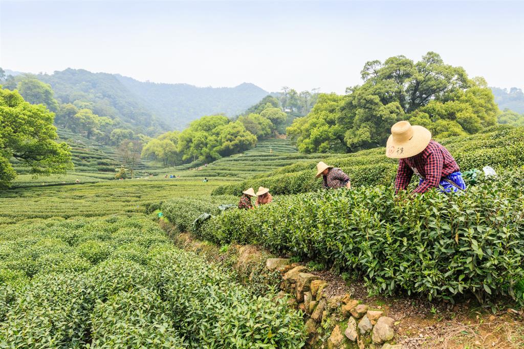 Santhee thee plukken oogst china