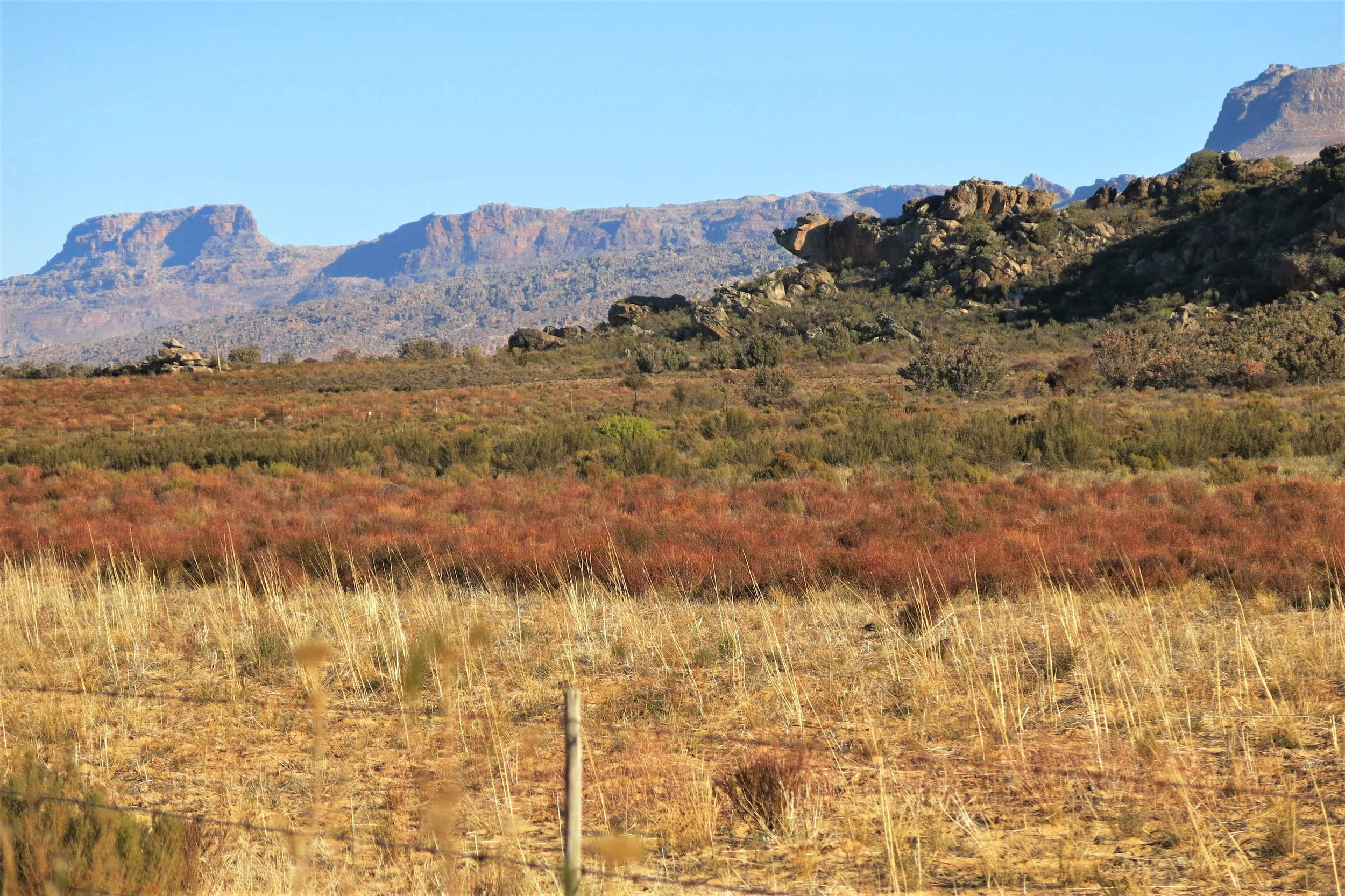 Rooibos Cederbosch Santhee